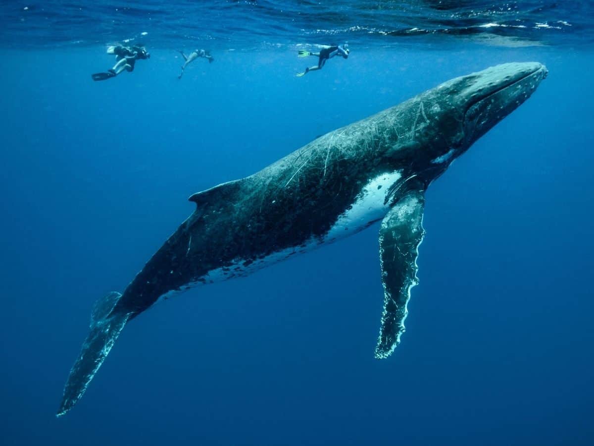 divers swimming near blue whale