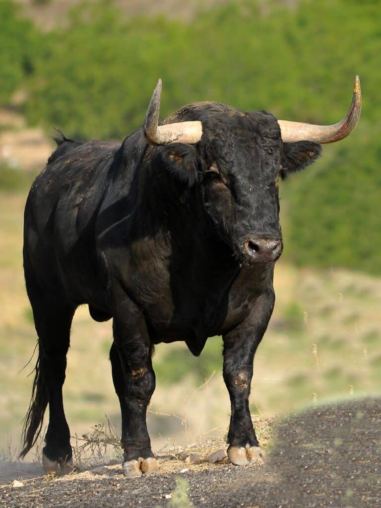 black bull
