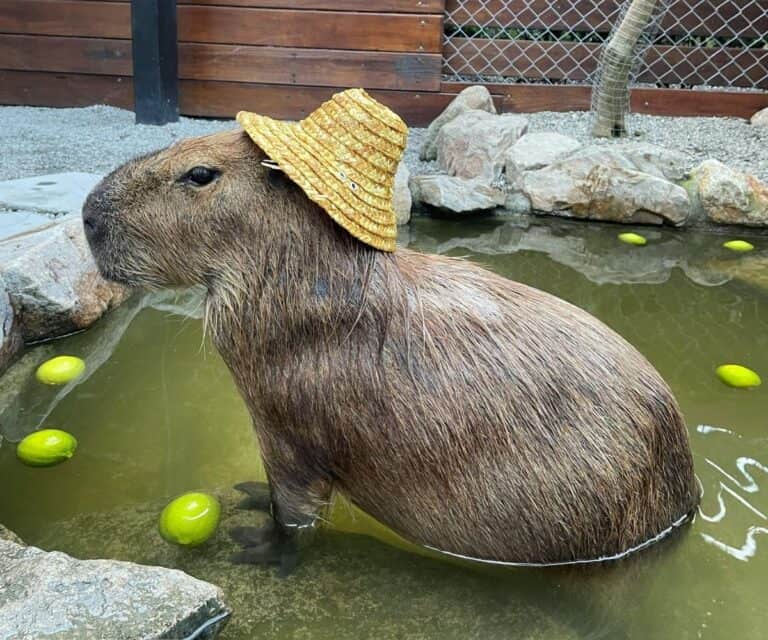 10+ Fun Facts About Capybaras (And Answers to the Most Common Capybara ...