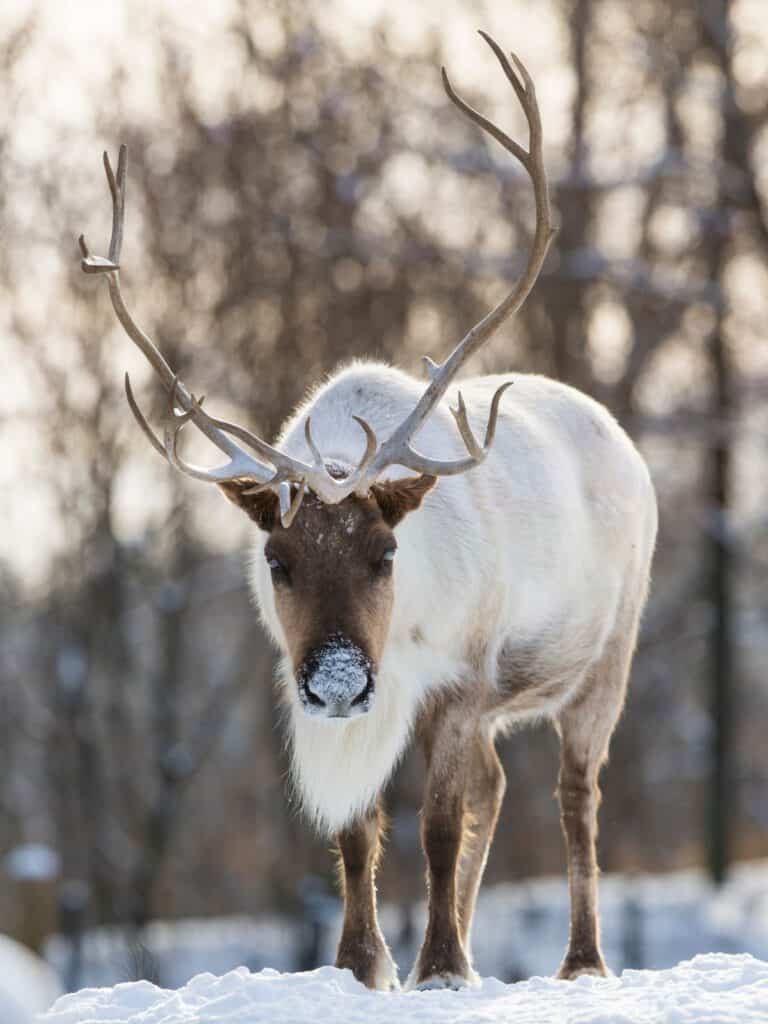 Caribou in the snow