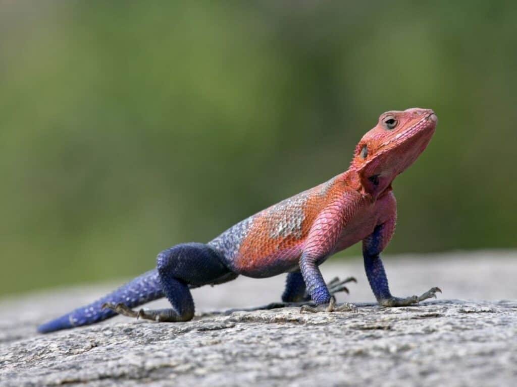 colorful Caucasian Agama lizard
