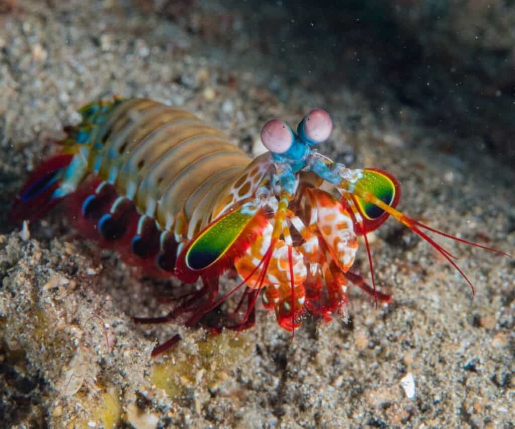 the colorful peacock mantis shrimp underwater