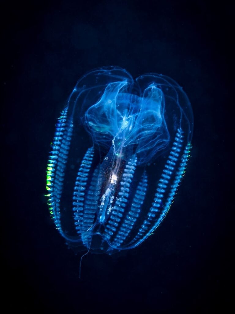 comb jelly
