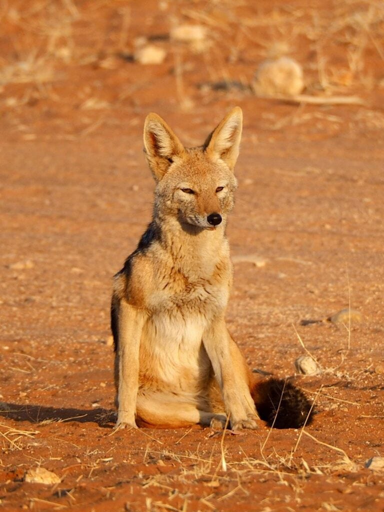 coyote