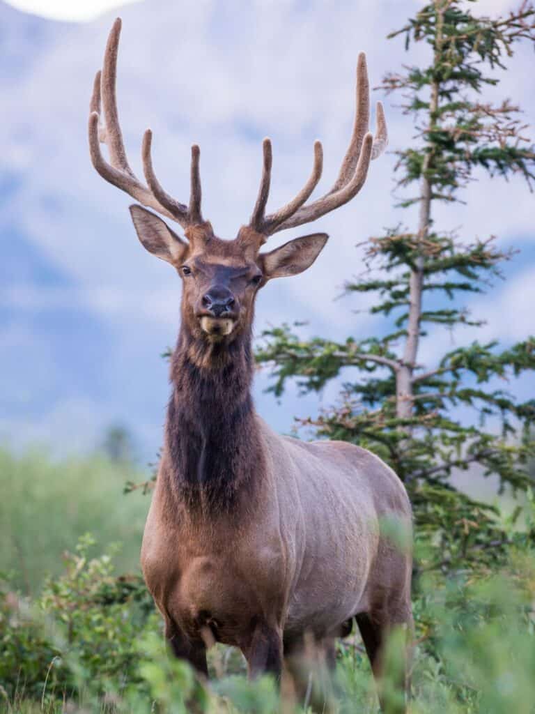 elk