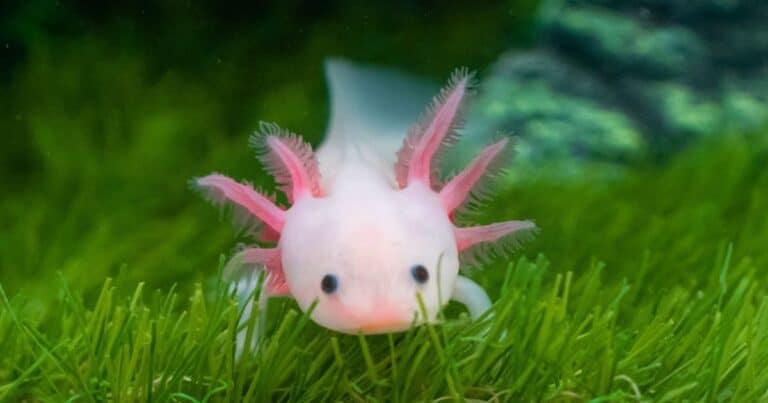 Fun Facts About Axolotls featured image
