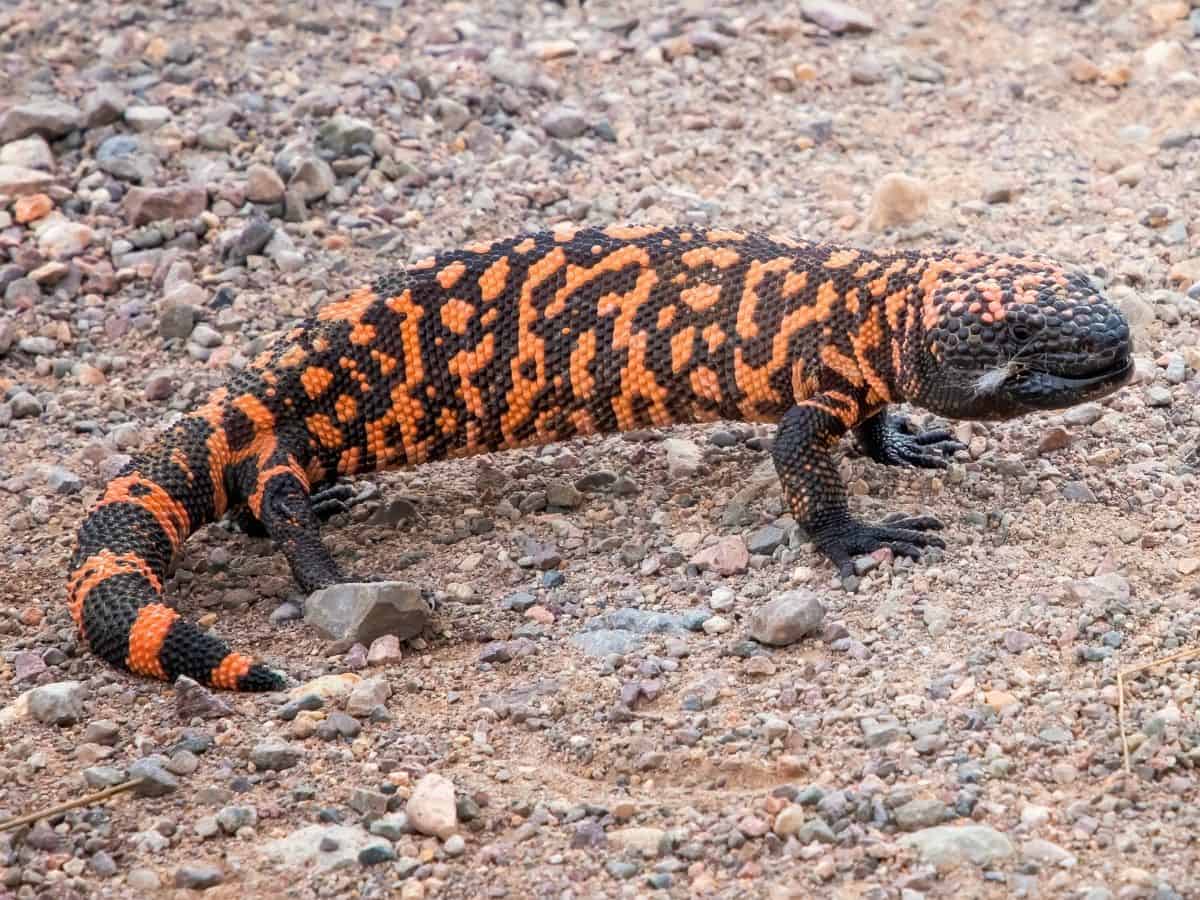 Gila Monster black and red lizard