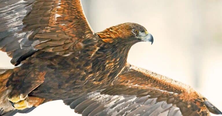 golden eagle in flight, one of the most common animals in albania