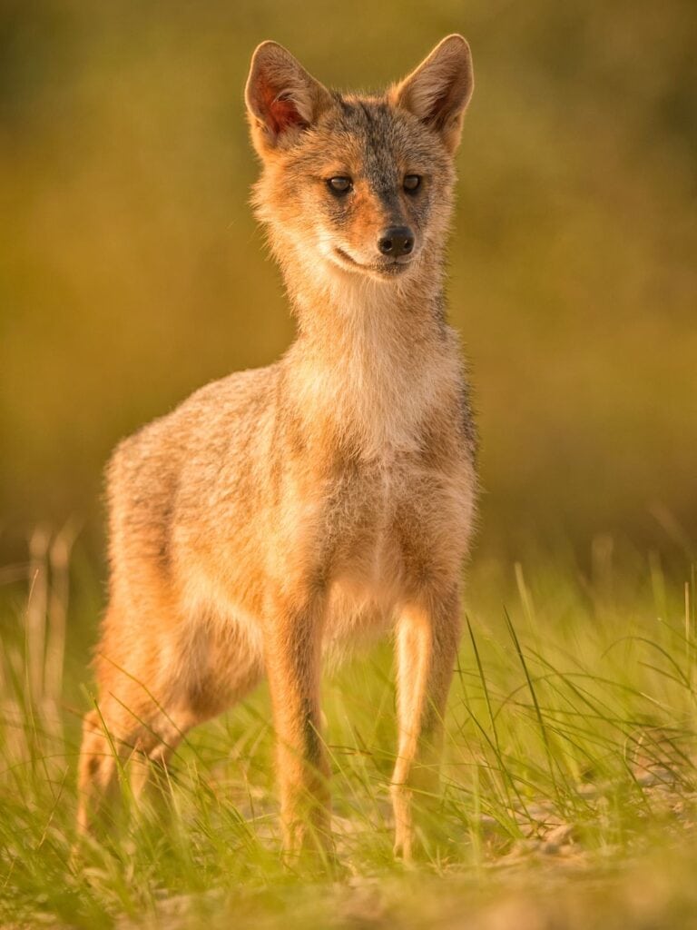golden jackal is one of the animals in greece you might see