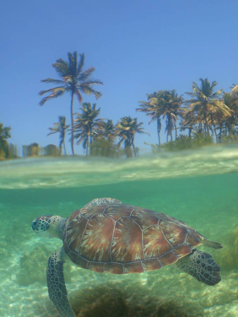 Green Sea Turtle swimming