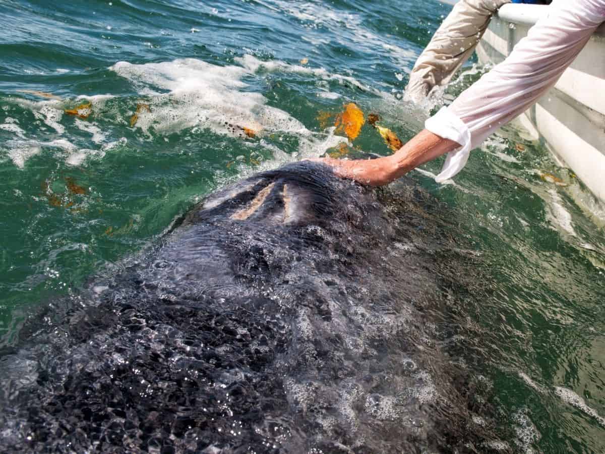 person petting a Grey Whale in mexico