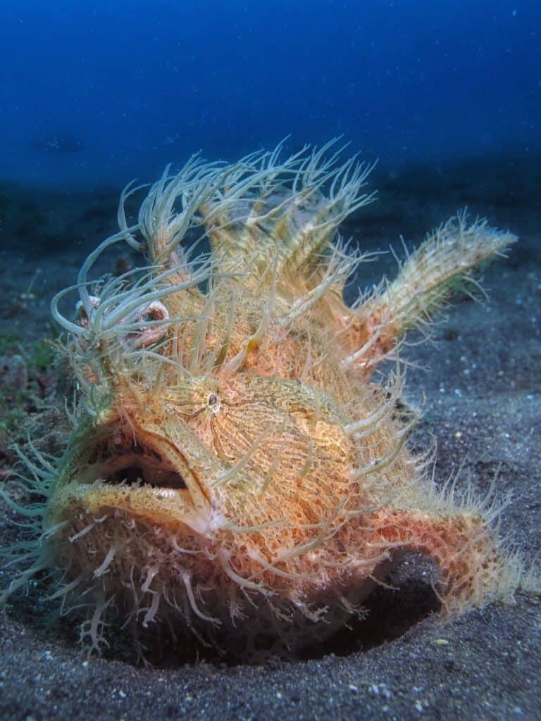 Hairy Frogfish in the ocean