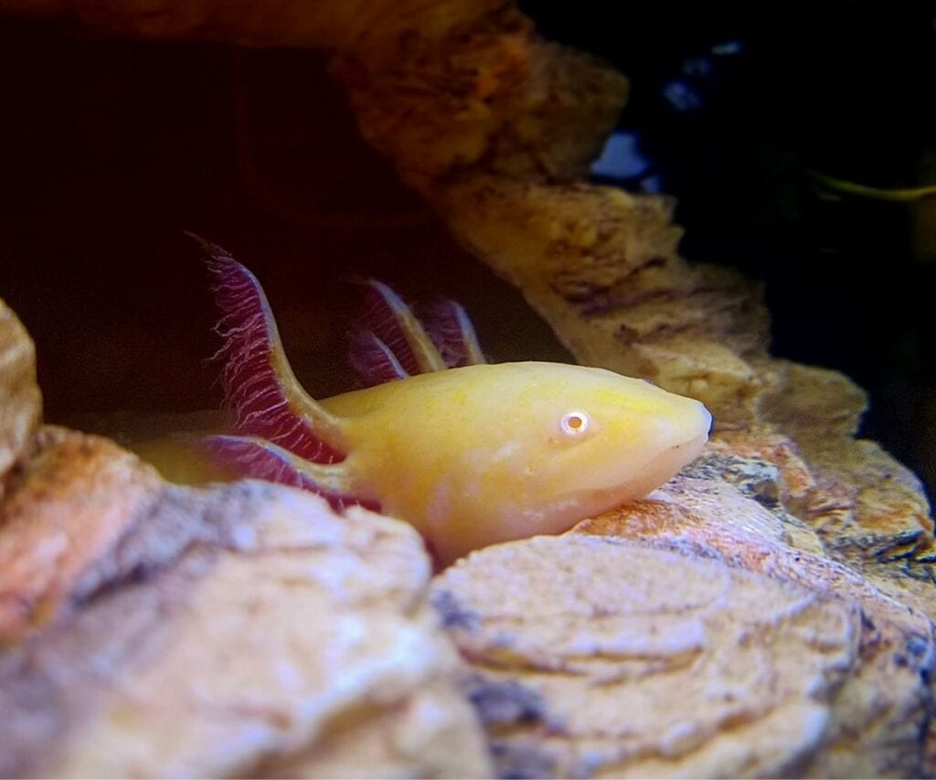albino axolotl hiding