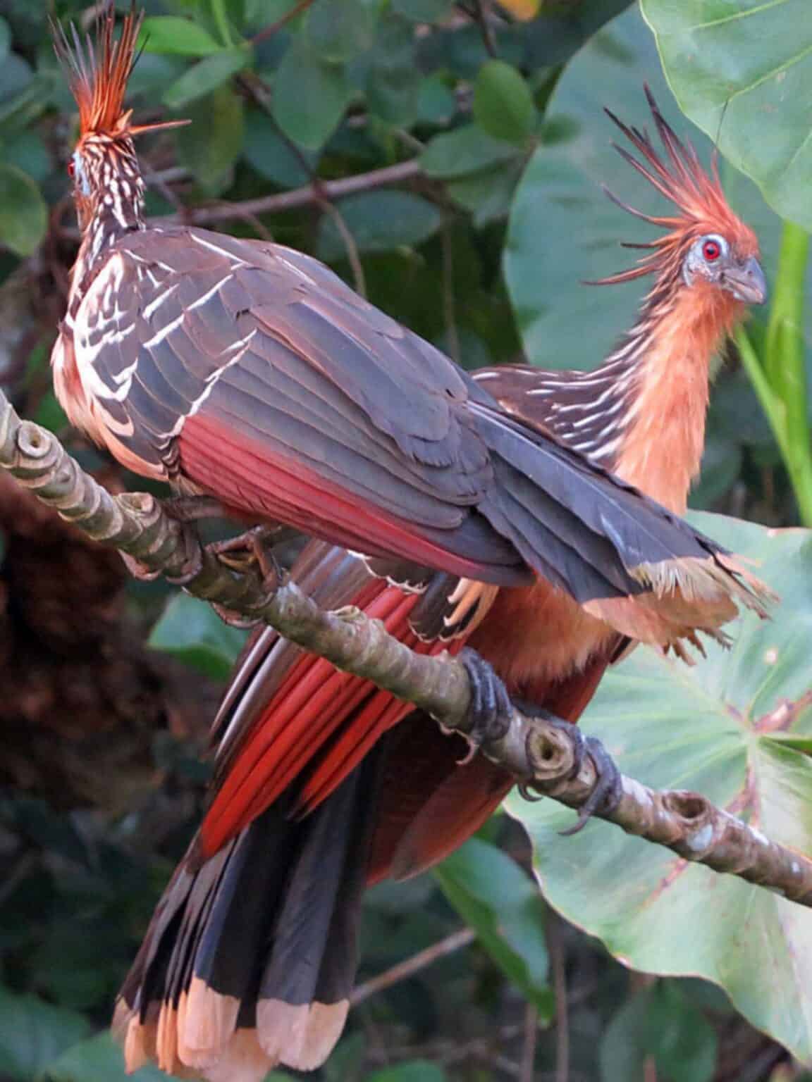 Most Rizzy Birds These are the 25 Weirdest Birds in the World (#17 Can Actually Kill ...