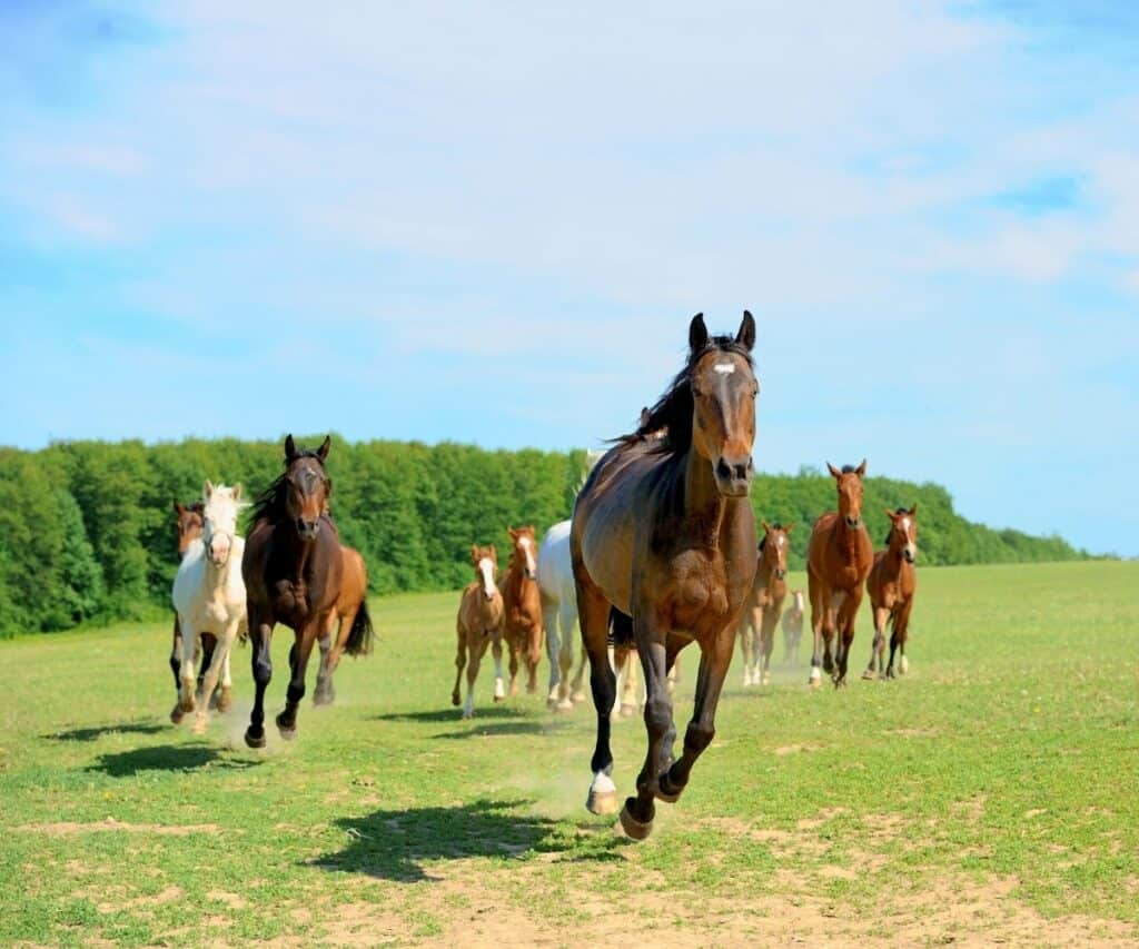 horses running