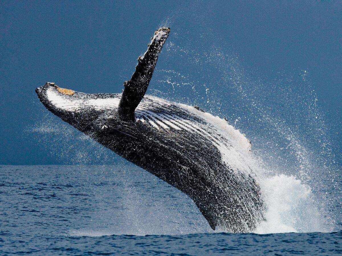 Humpback Whale breaching