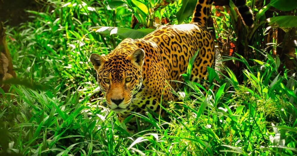 a jaguar is one of the animals in mexico you might see in the jungle
