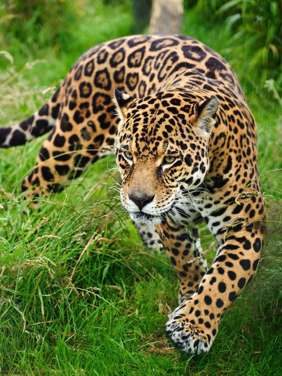 Jaguar on the prowl