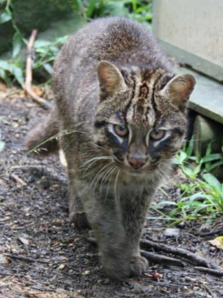 japanese Iriomote Cat