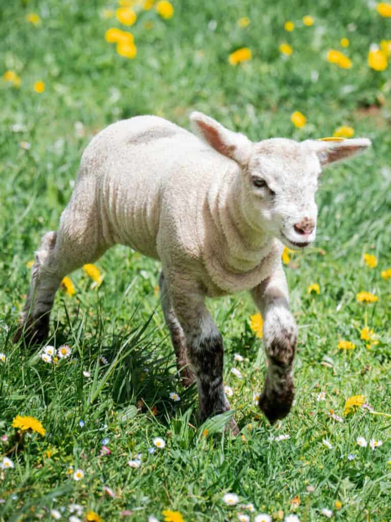 lamb in a field of yellow flowers