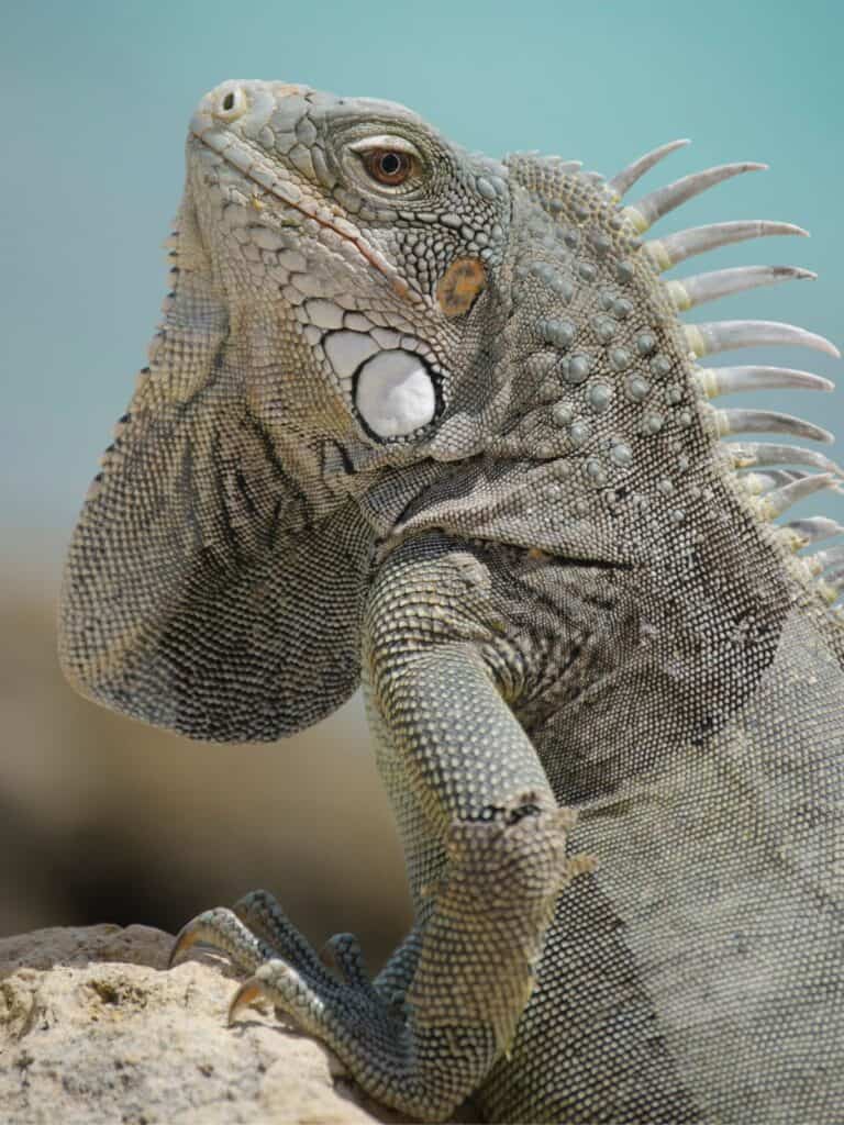 Cuban Rock Iguana