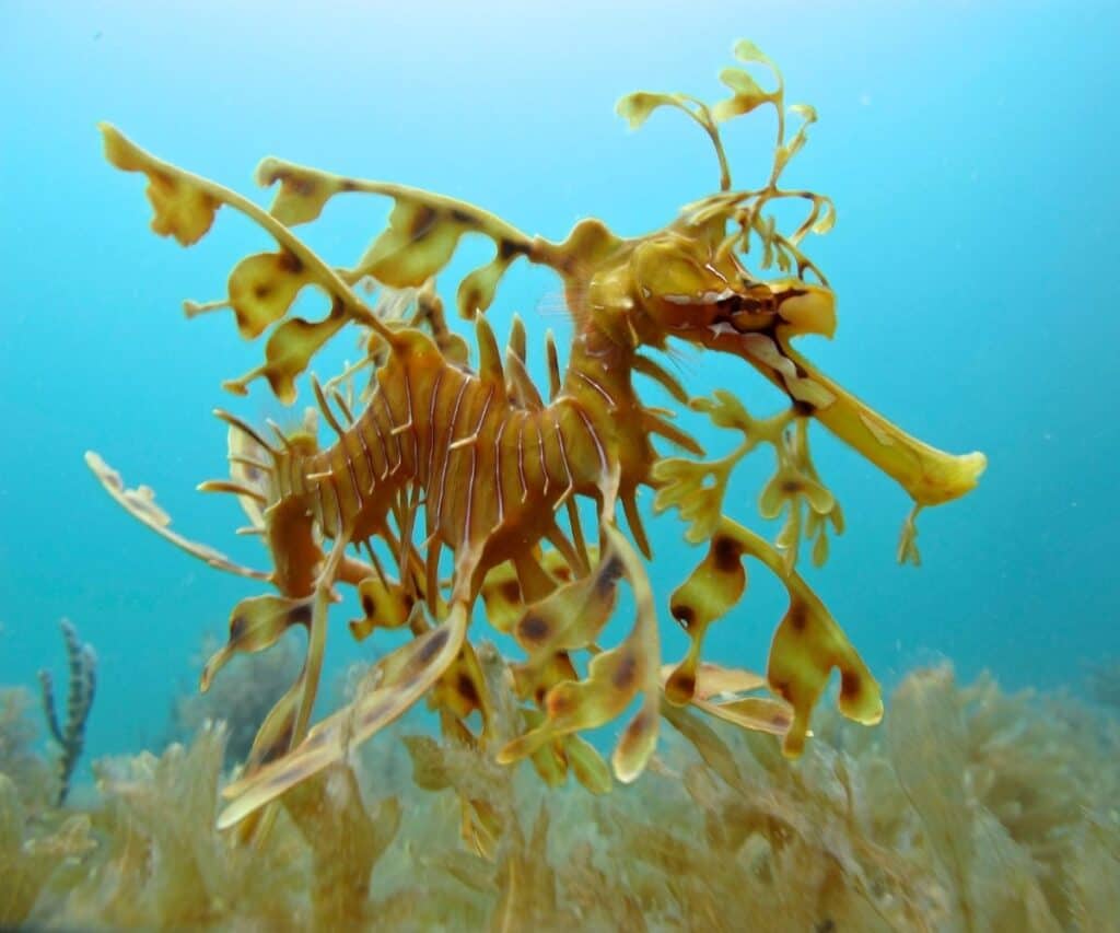 yellow leafy sea dragon swimming in the ocean