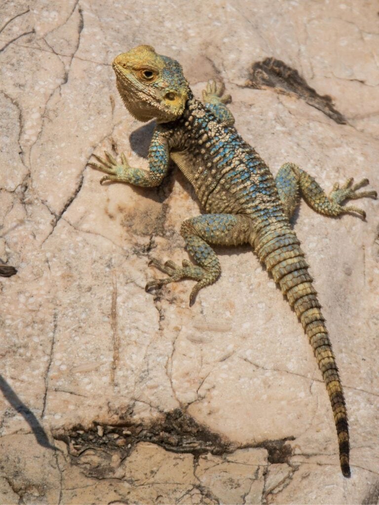 lizard on a rock