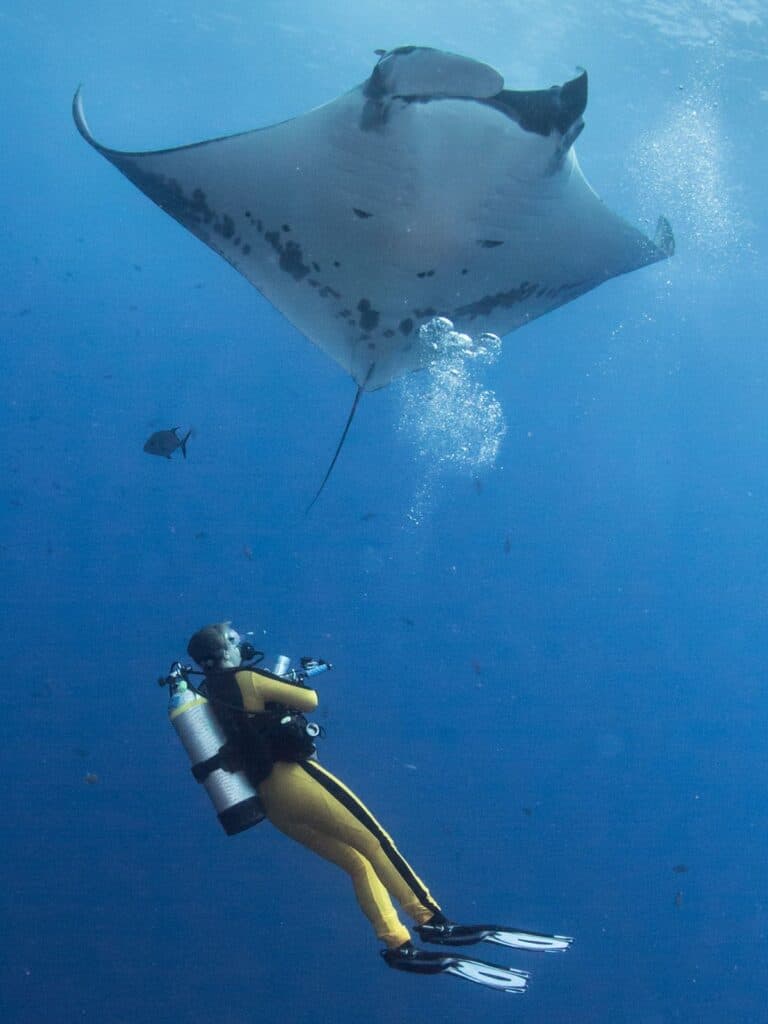 diver near manta ray