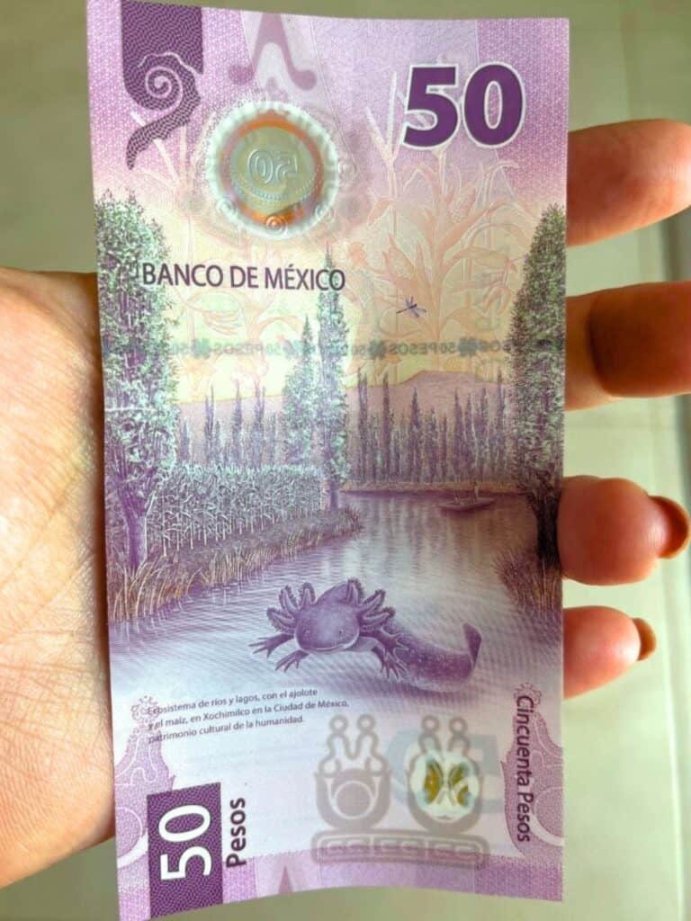pink mexican 50 peso bill with an axolotl on it