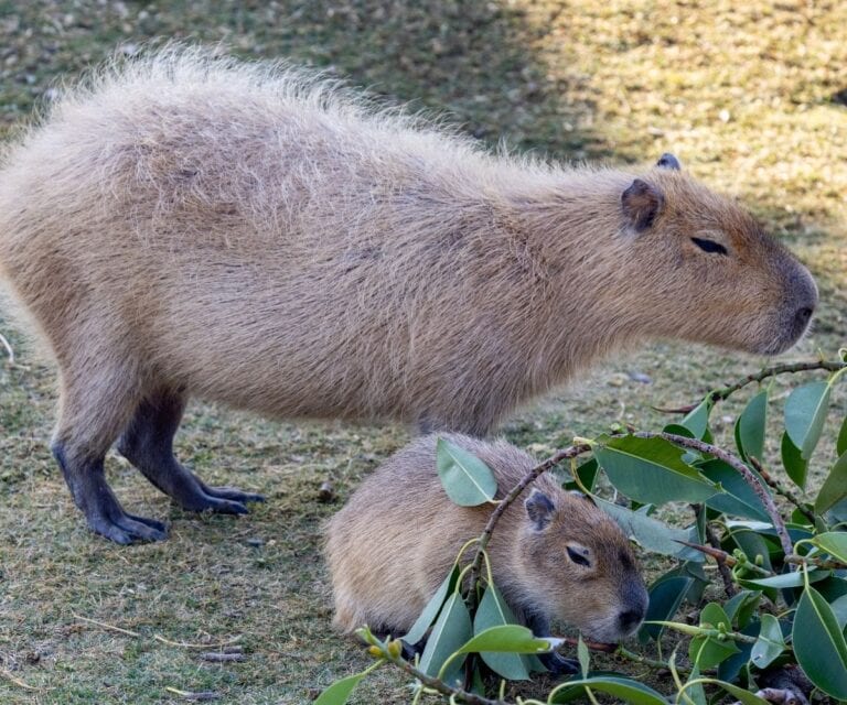 10+ Fun Facts About Capybaras (And Answers to the Most Common Capybara ...