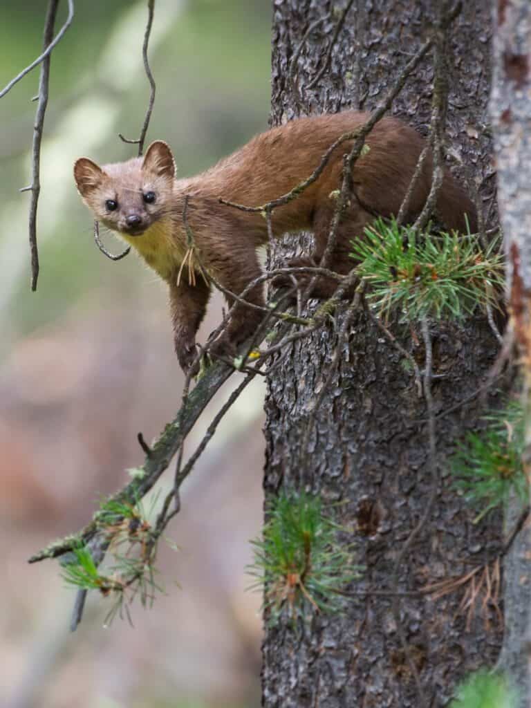 pine marten in a tree