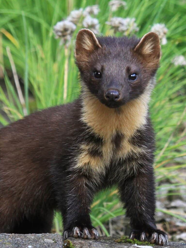 pine martens have semi-retractable claws