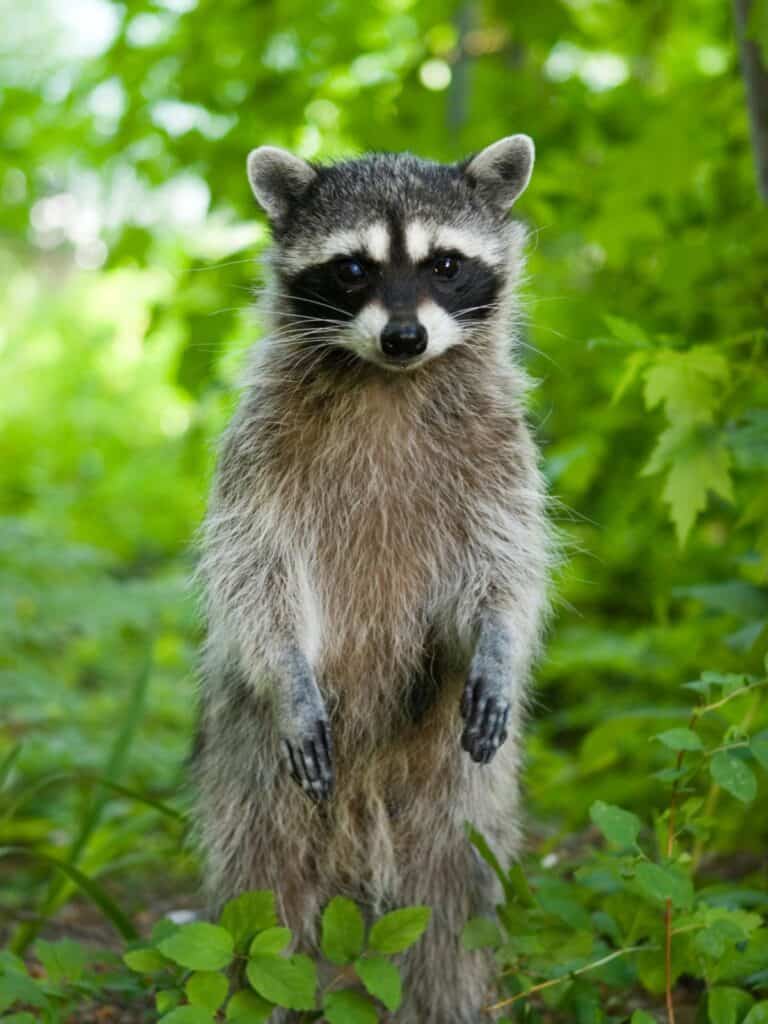 standing raccoon