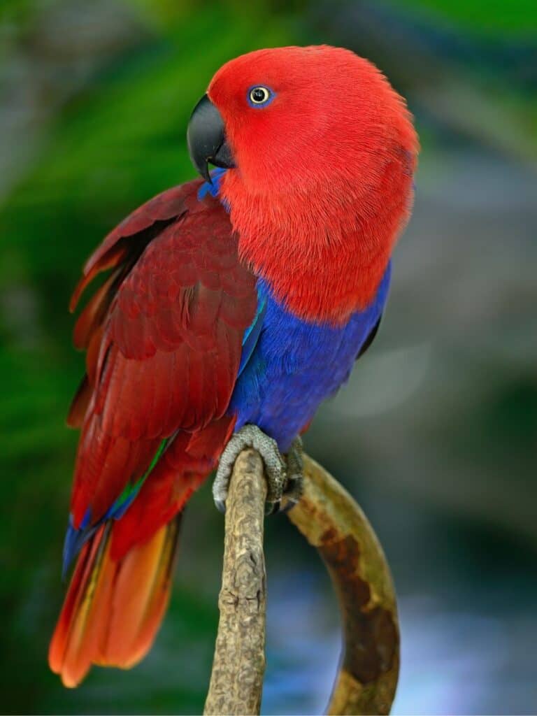 red Eclectus Parrot