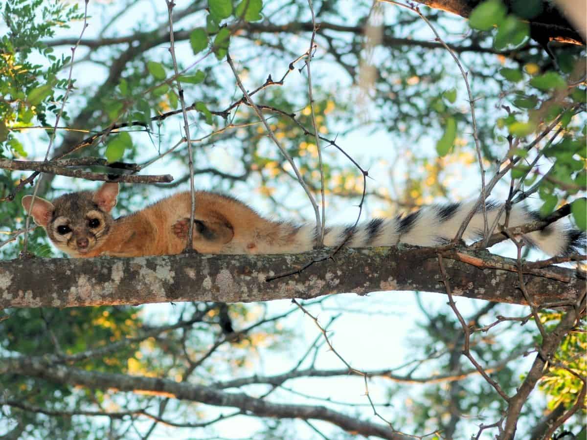 Ringtail Cat sitting in a tree