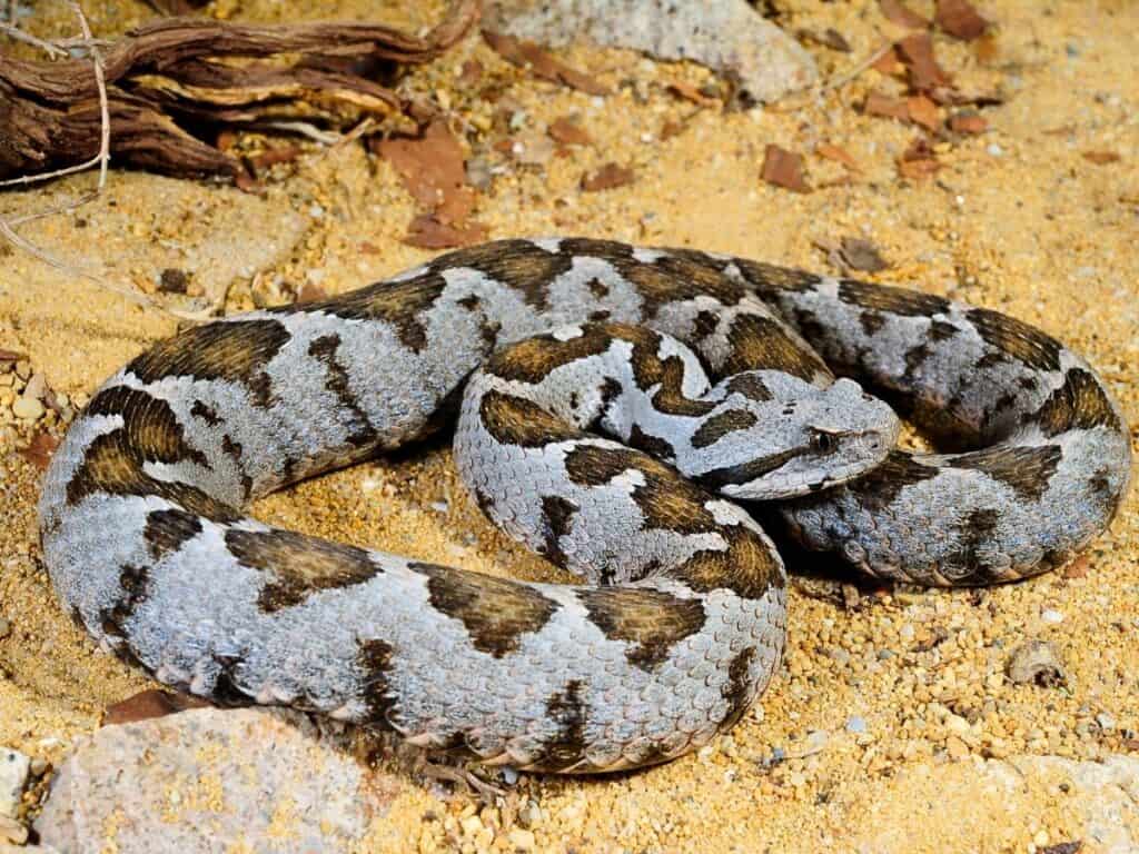 Ottoman Viper snake