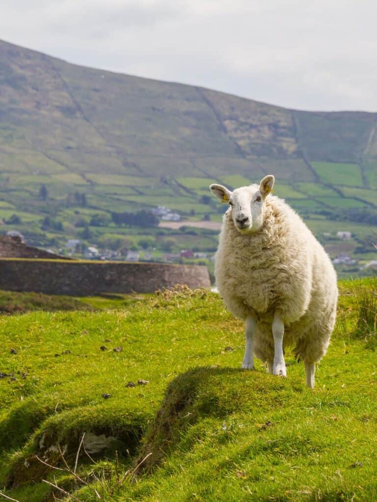sheep in grasslands