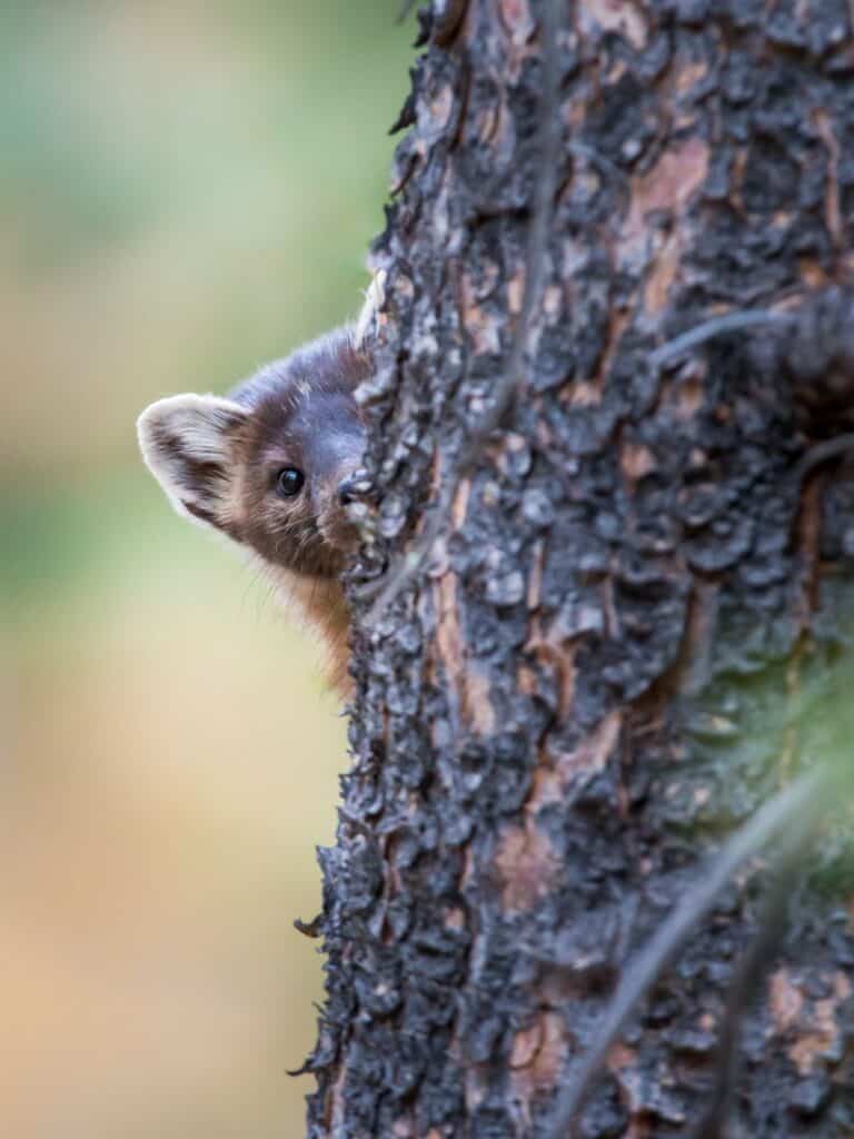 shy pine marten hiding behind a tree