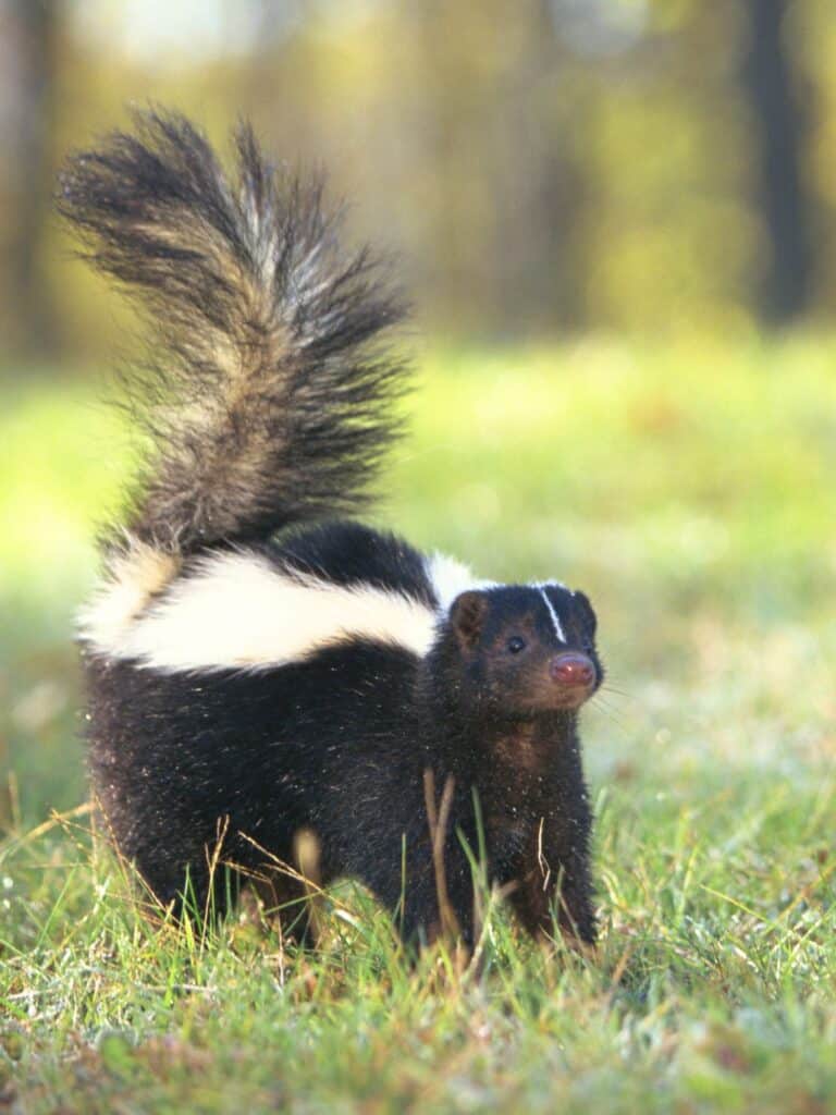 skunk