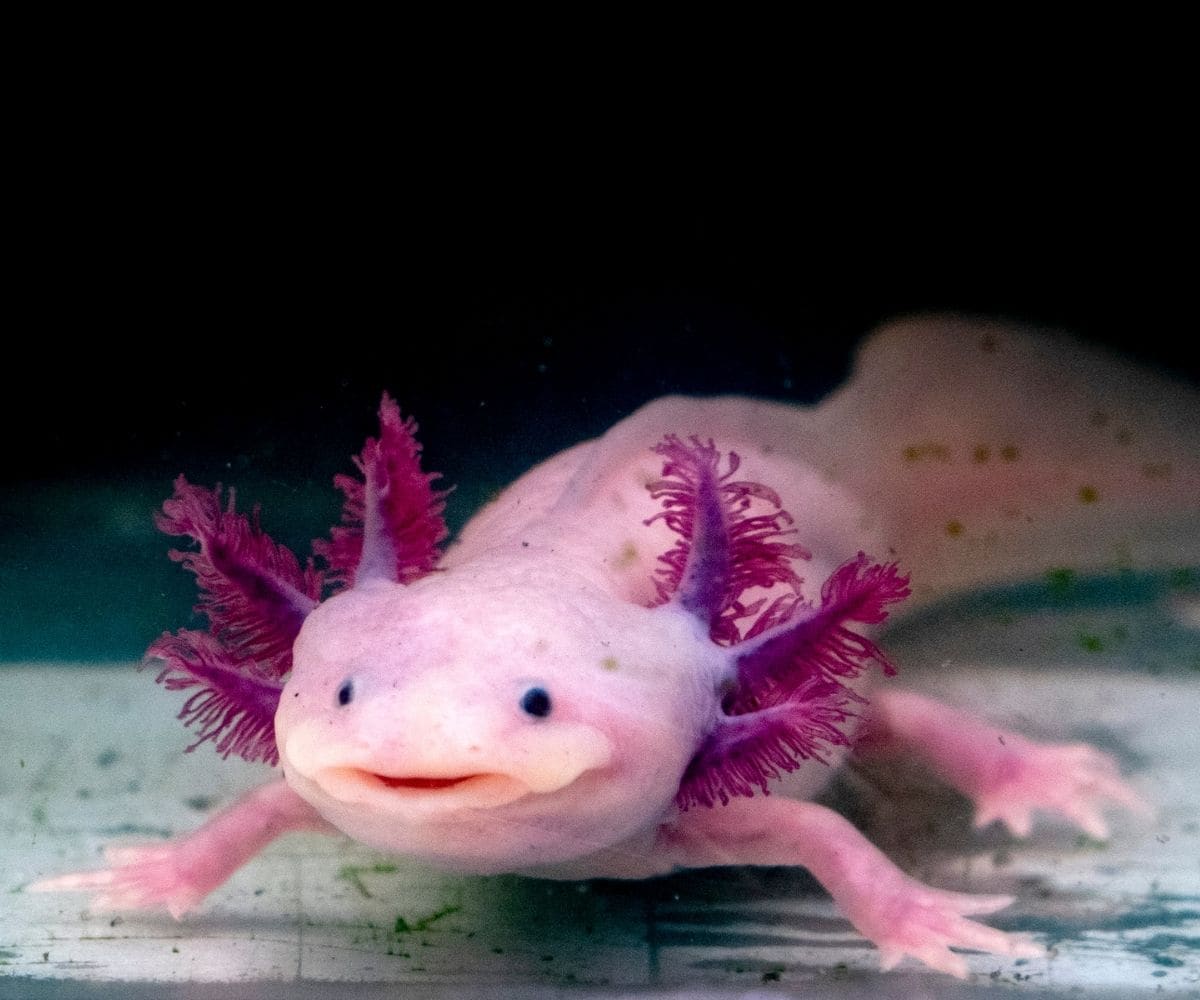 axolotl smiling