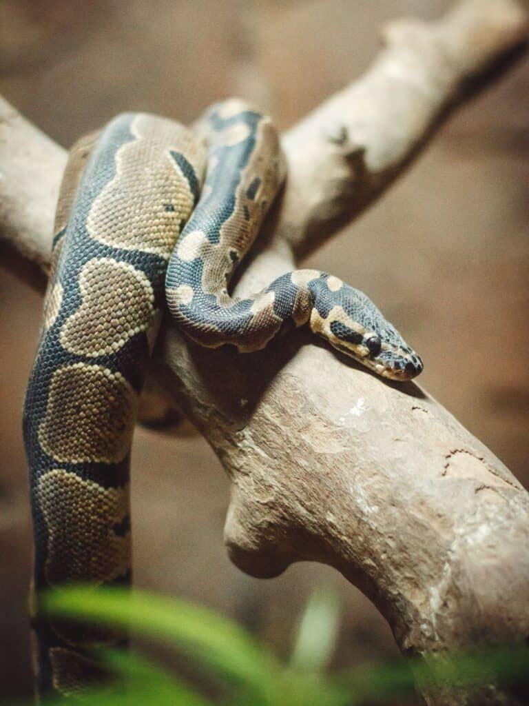 snake slithering on tree branch