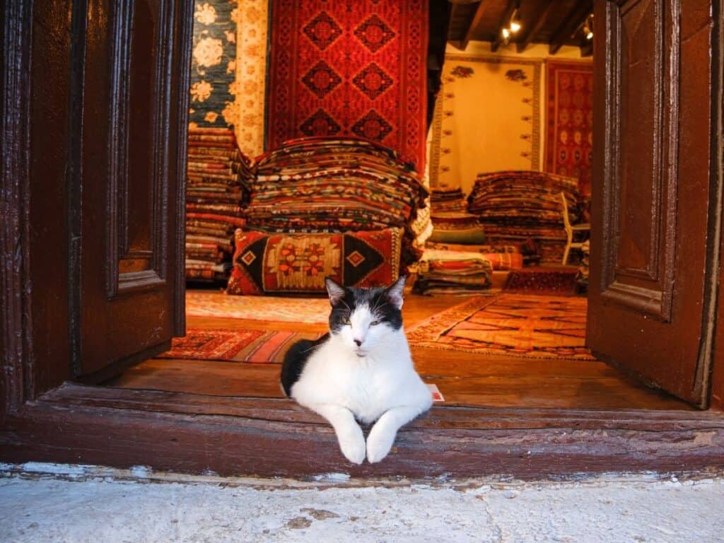 street cat in Istanbul, Turkish 