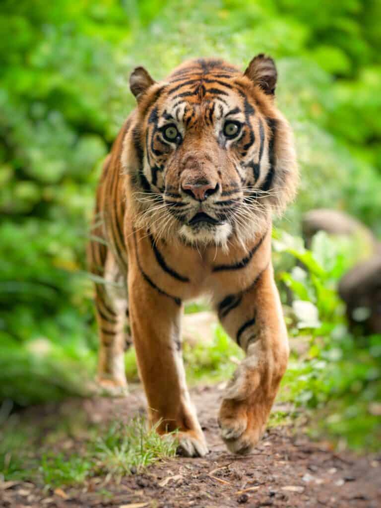 Sumatran Tiger