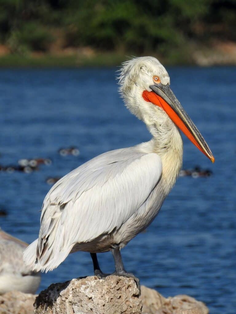 Dalmatian pelican