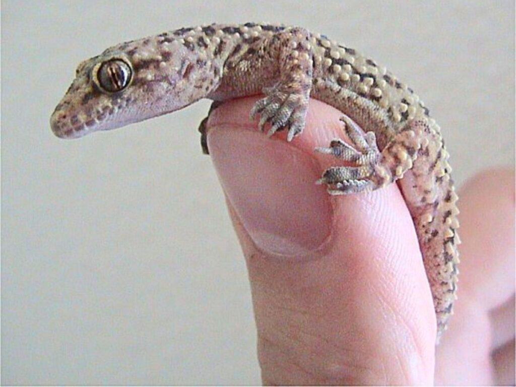 tiny Turkish Gecko lizard on someone's finger
