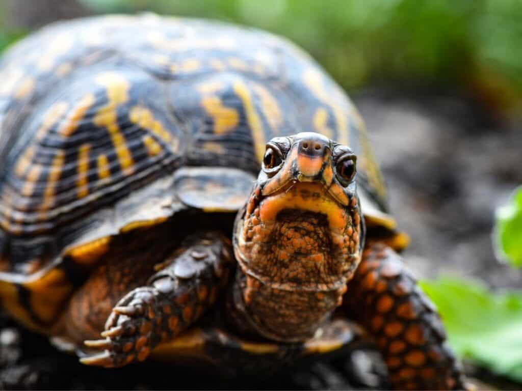 close up of a turtle