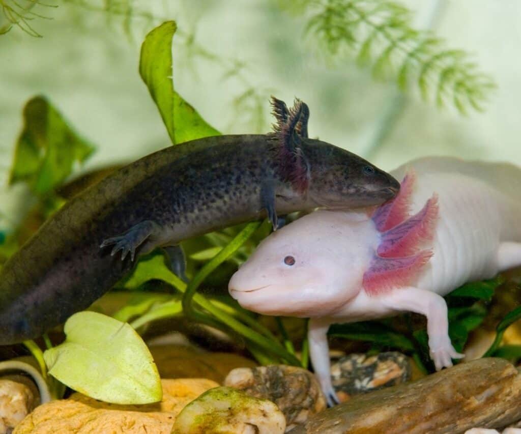 black and pink axolotl showcasing different axolotl color morphs