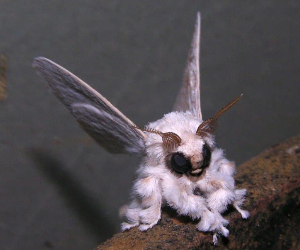 Venezuelan Poodle Moth