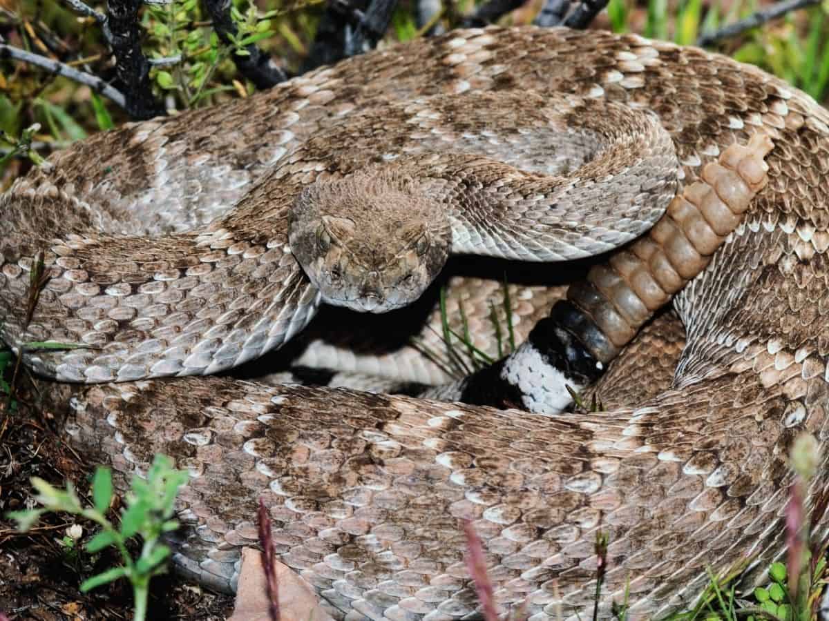 western diamondback rattlesnake