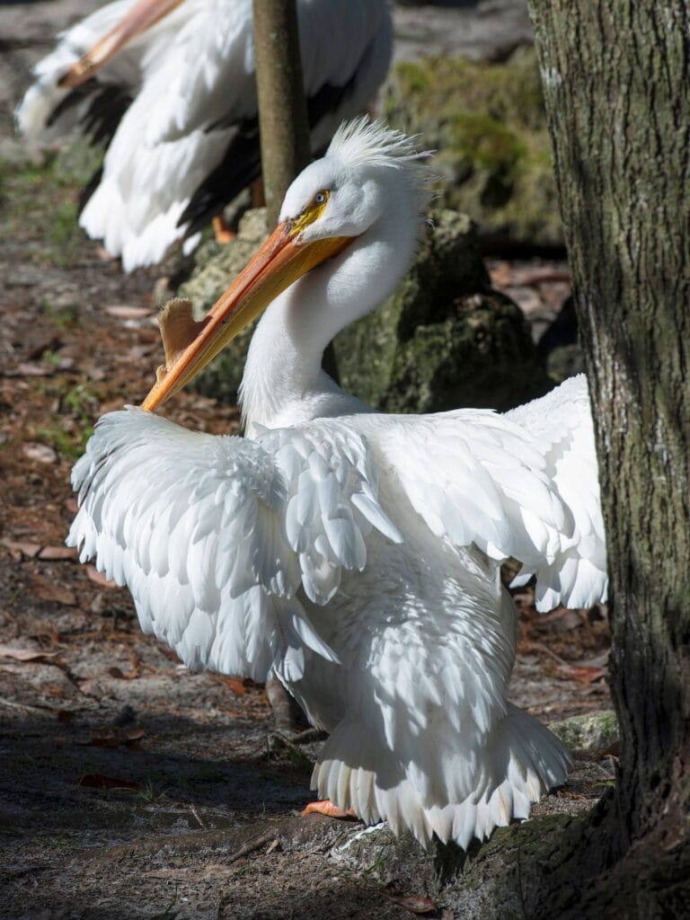 white pelican